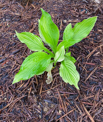 plantain lily hosta with bright green leaves in a mulched garden bed