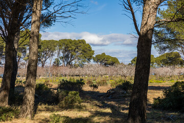 Arbres en fleur au printemps dans la Réserve naturelle régionale de Sainte-Lucie à Port-la-Nouvelle (Occitanie, France)