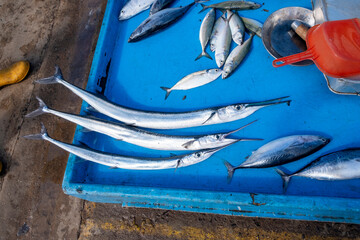 fish on the fish maret on sri lanka