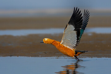 Ruddy Shelduck started its run for flight.