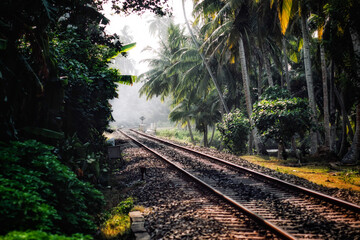 Obraz premium railway in the forest