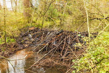 Biberdamm im Triftkanal bei Großweil in Oberbayern