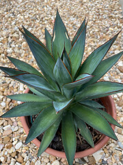 Obraz premium succulent plant in garden