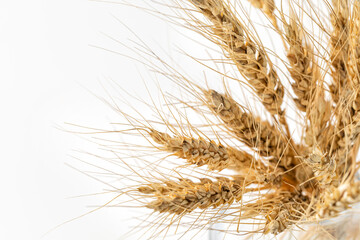 Fototapeta premium Spikelet close up on white background, rye, wheat.