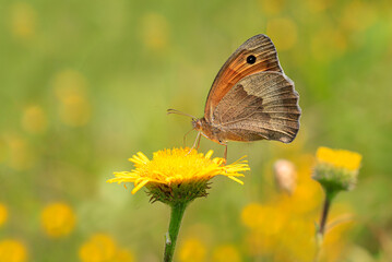 Meadow Brown Butterfly (Maniola jurtina) on flower