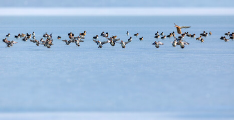 Frozen lake and birds. White blue nature background. Birds; Mallard, Eurasian Wigeon and Eurasian Teal. 