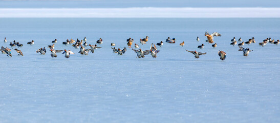 Frozen lake and birds. White blue nature background. Birds; Mallard, Eurasian Wigeon and Eurasian Teal. 