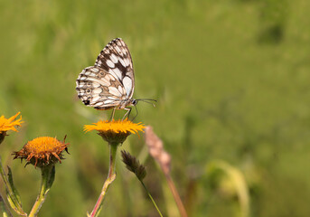 Queen of the Forest butterfly (Melanargia galathea) on a flower