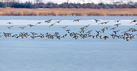 Frozen lake and birds. White blue nature background. Birds; Mallard, Eurasian Wigeon and Eurasian Teal. 