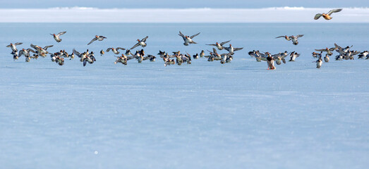 Frozen lake and birds. White blue nature background. Birds; Mallard, Eurasian Wigeon and Eurasian Teal. 