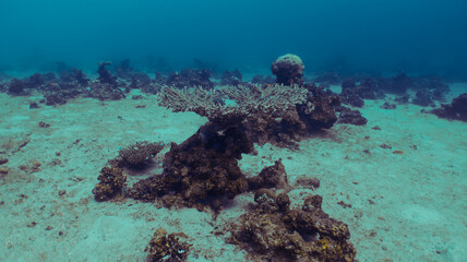 Scuba diving Red Sea Eilat