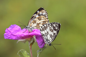 Queen of the Forest couple (Melanargia galathea) on flower