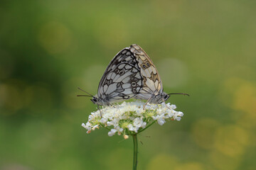 Queen of the Forest couple (Melanargia galathea) on flower