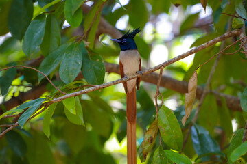 kingfisher on branch