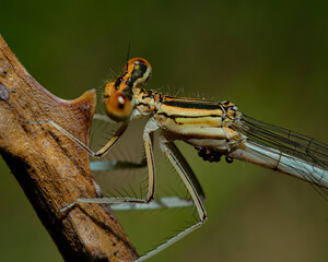 Libélula, Libelinha.
Dragon-fly.