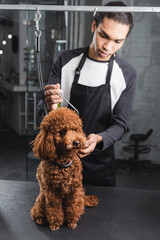 young african american groomer doing haircut to brown poodle.