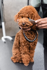 partial view of african american groomer brushing muzzle of poodle with comb.