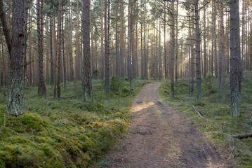 Pathway through majestic evergreen forest. Mighty pine and spruce trees. Soft sunset light. Early...