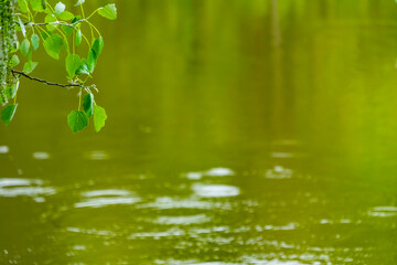 birch branch during flowering on the shore of the lake. branch of birch tree (Betula pendula, silver birch, warty birch, European white birch) with green leaves and catkins. Selective focus