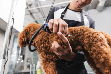 low angle view of cropped african american groomer cutting claws of brown poodle.