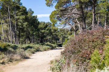 Fototapeta na wymiar Chemin de randonnée et de promenade de la Réserve naturelle régionale de Sainte-Lucie à Port-la-Nouvelle (Occitanie, France)