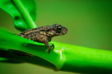 frog on leaf