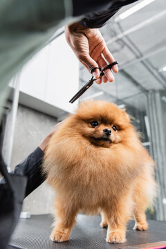 partial view of african american groomer with scissors near funny pomeranian spitz.
