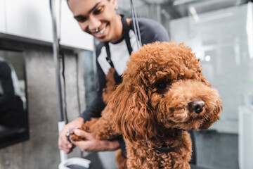 selective focus of brown poodle near african american groomer smiling on blurred background.