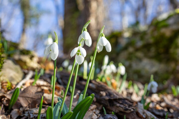Snowdrops. Spring forest.