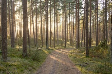 Pathway through majestic evergreen forest. Mighty pine and spruce trees. Soft sunset light. Early...