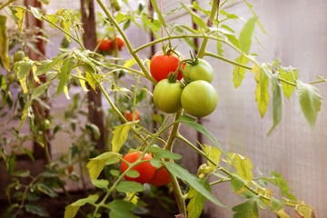 Ripe and green tomatoes grow in a greenhouse. A bunch of tomatoes on a branch in an organic vegetable garden.
