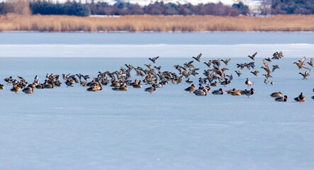 Frozen lake and birds. White blue nature background. Birds; Mallard, Eurasian Wigeon and Eurasian...