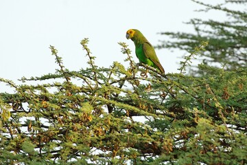 Ein Gelbkopfpapagei (Poicepalus flavifrons), Schoapapagei, bei der Nahrungsaufnahme in einem Baum.