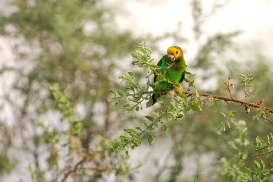 Ein Gelbkopfpapagei (Poicepalus flavifrons), Schoapapagei, bei der Nahrungsaufnahme in einem Baum.