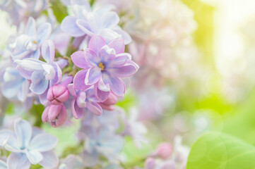 Spring lilac flowers, spring garden. Selective focus at the lilac flowers,  blooming spring flowers. Spring background