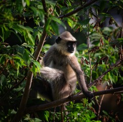 Obraz premium a long macaque