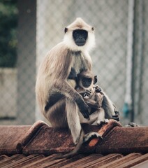 a long macaque