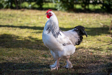 Sulmtaler Hahn
