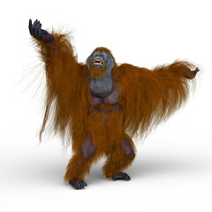 オランウータン