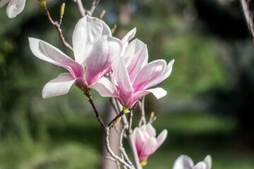 Big Magnolia flowers background. Spring blossom. Beautiful nature scene with blooming tree. Sunny day with spring flowers of magnolia. Macro magnolia