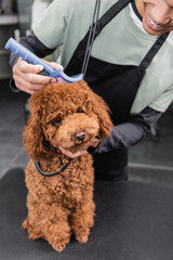 partial view of smiling african american groomer brushing brown poodle with slicker brush.