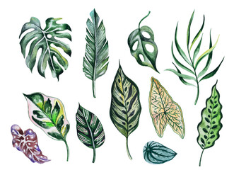 Tropical leaves watercolor set. Watercolor floral elements. Watercolor leavs. Tropical elements. Watercolor illustrations