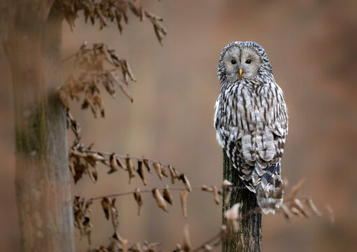 Ural owl ( Strix uralensis ) close up