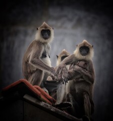 a long macaque family in sri lanka 