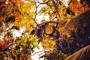 a long macaque in sri lanka 