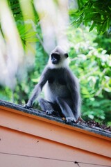 a long macaque in sri lanka 