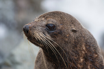 Sea lion portrait