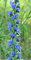 In the field among the herbs bloom Echium vulgare