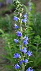 In the field among the herbs bloom Echium vulgare