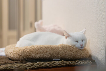 白の保護猫（a cute white rescued cat）